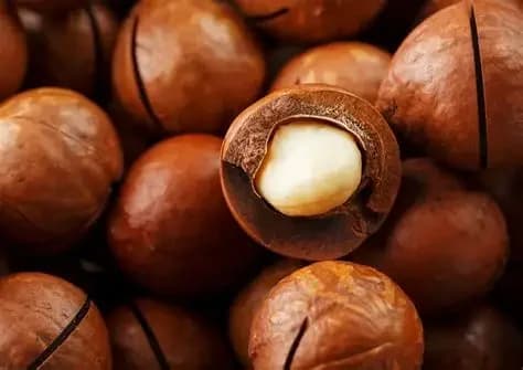 Macadamia